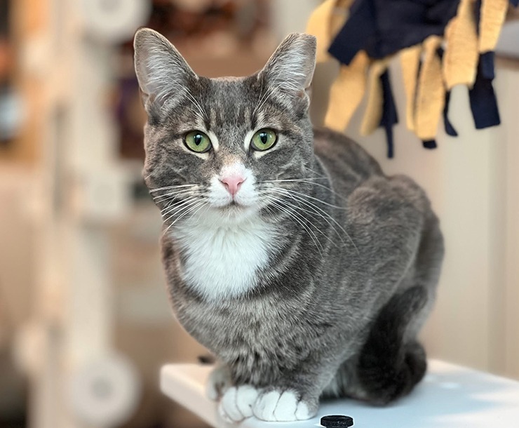 Bowser, an adoptable Domestic Short Hair in Sultan, WA, 98294 | Photo Image 1