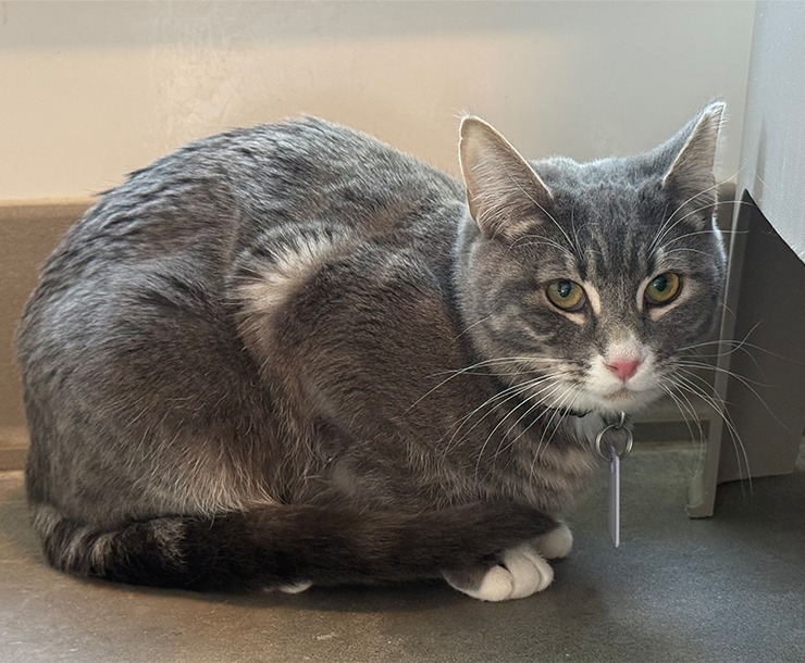 Bowser, an adoptable Domestic Short Hair in Sultan, WA, 98294 | Photo Image 2