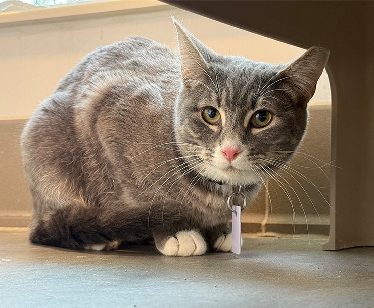 Bowser, an adoptable Domestic Short Hair in Sultan, WA, 98294 | Photo Image 3