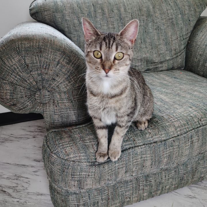 Lucy 1