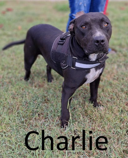 Charlie