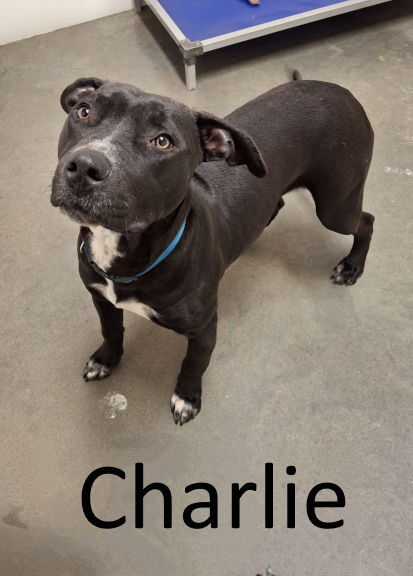 Charlie 3