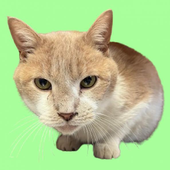 Newt, an adoptable Domestic Short Hair in Tuscaloosa, AL, 35401 | Photo Image 1