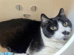 Houdini Temple - in foster, Adult Male Domestic Short Hair