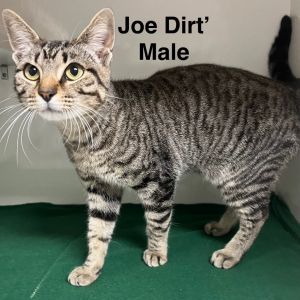 Joe Dirt
