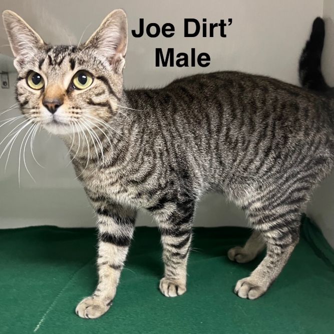 Joe Dirt