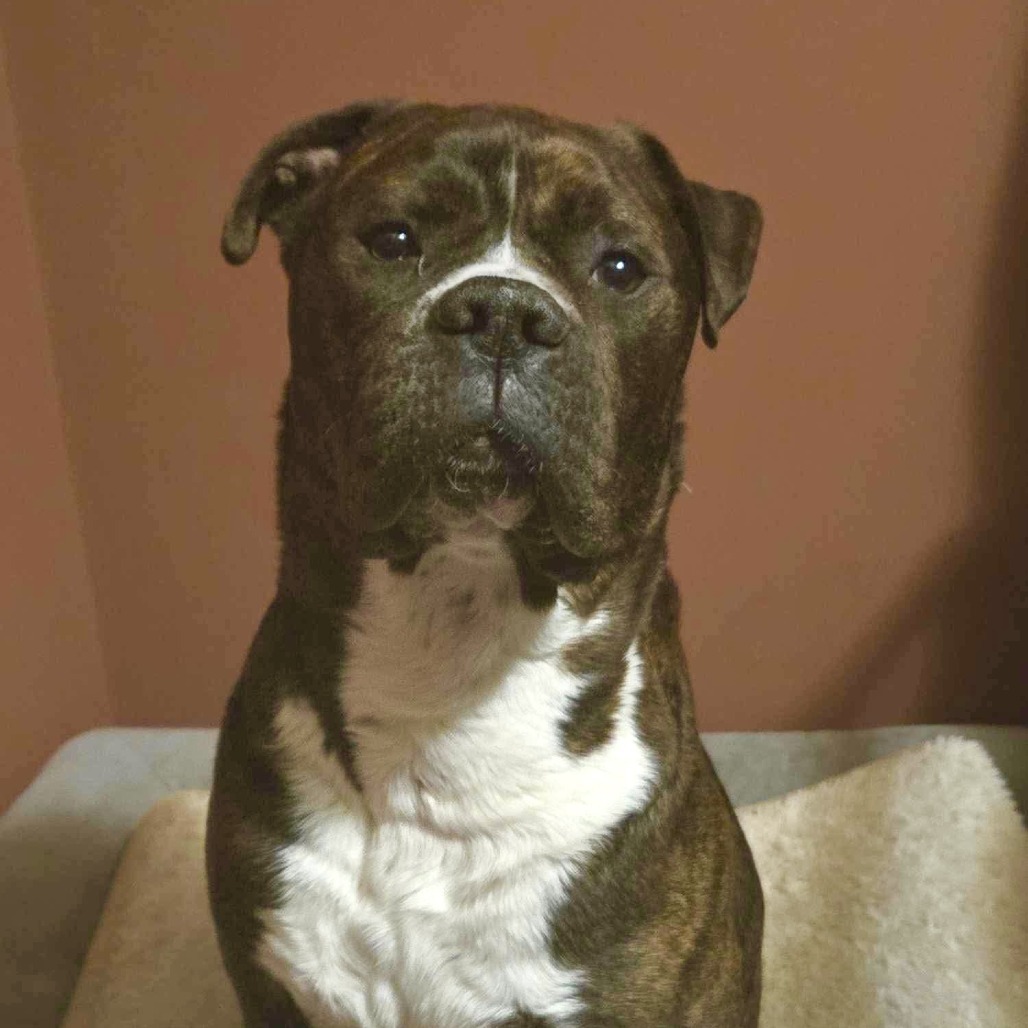 Rex, an adoptable Boxer, Mastiff in Park Falls, WI, 54552 | Photo Image 1