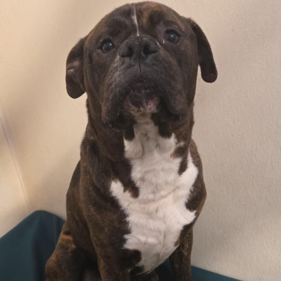 Rex, an adoptable Boxer, Mastiff in Park Falls, WI, 54552 | Photo Image 2