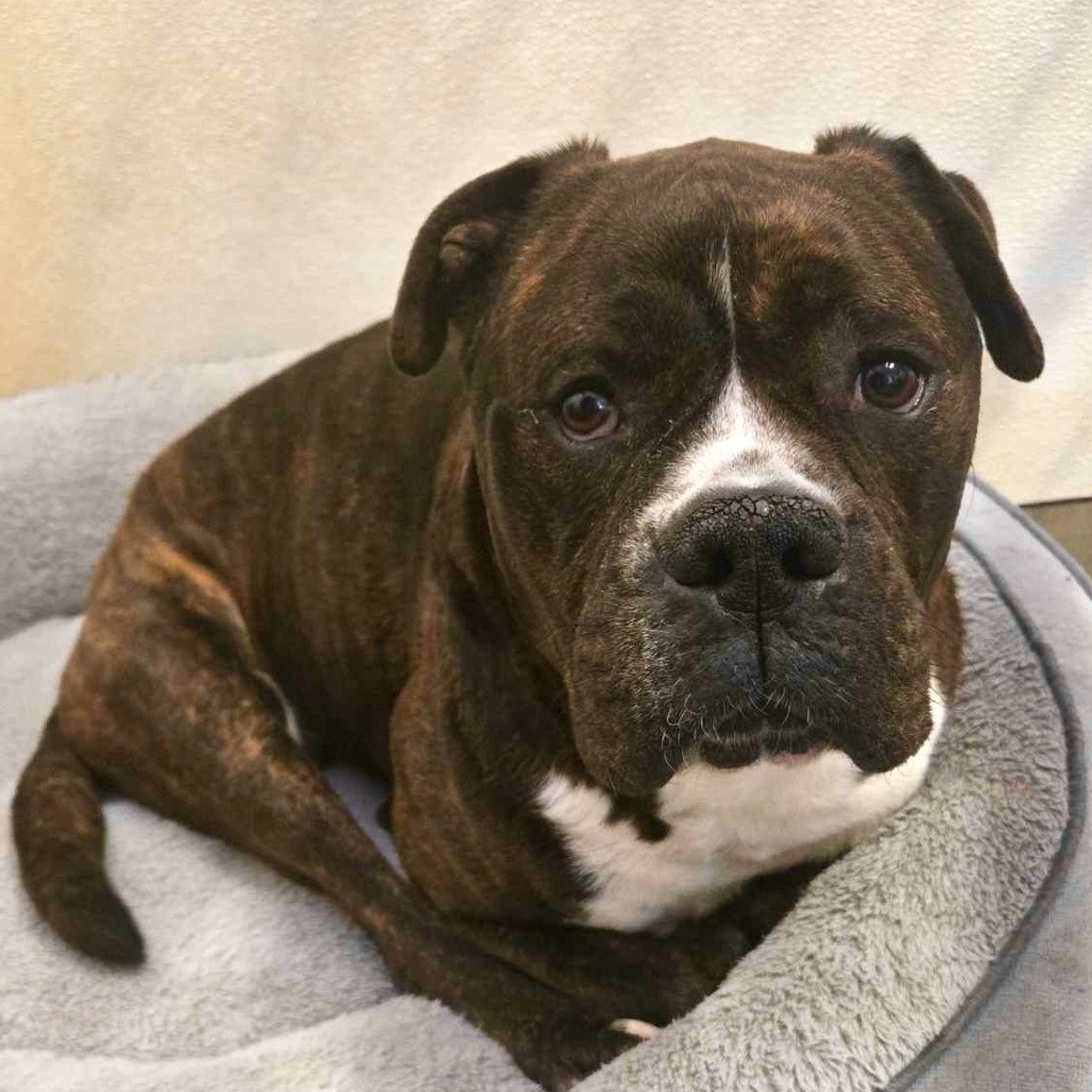 Rex, an adoptable Boxer, Mastiff in Park Falls, WI, 54552 | Photo Image 4