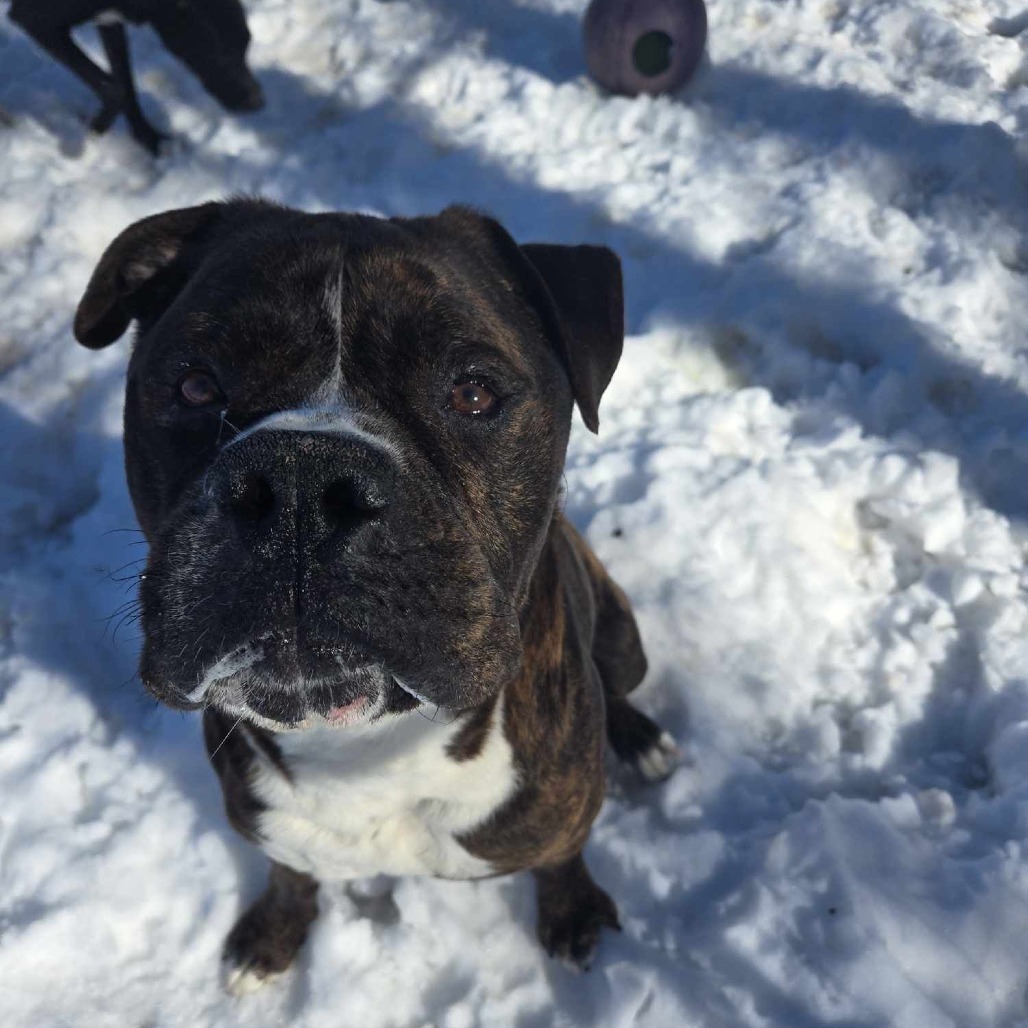 Rex, an adoptable Boxer, Mastiff in Park Falls, WI, 54552 | Photo Image 6