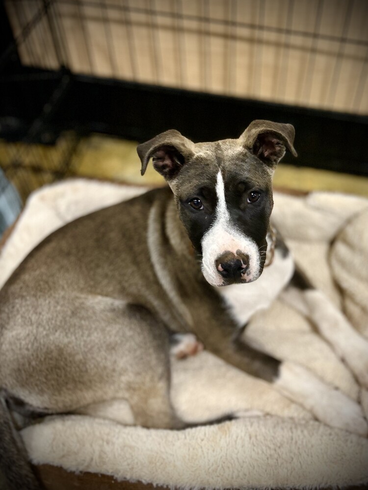 Pepper