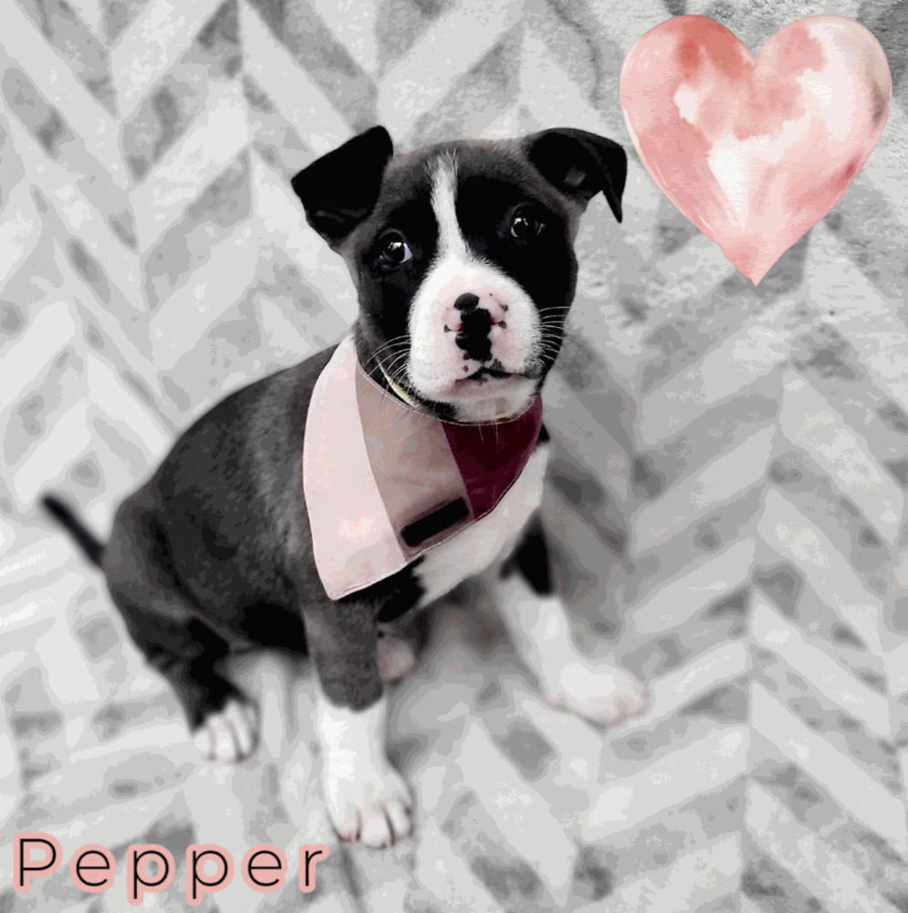 Pepper