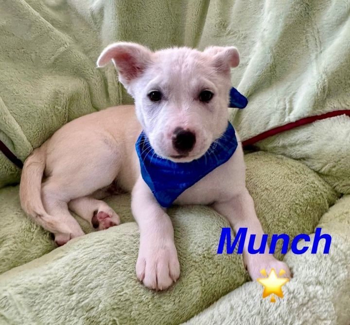 Munch 3