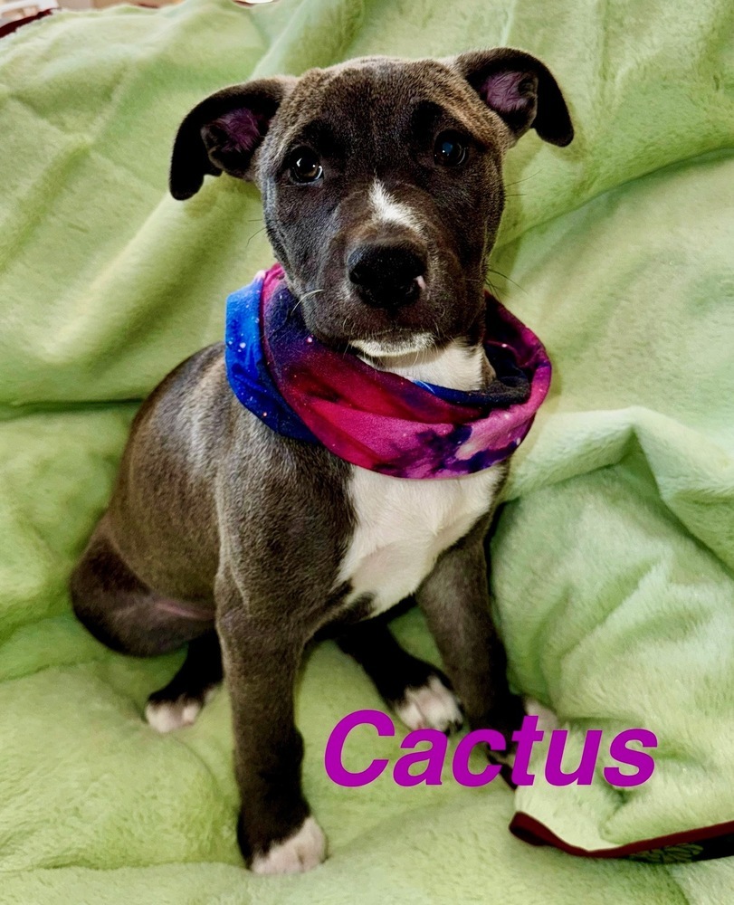 Cactus
