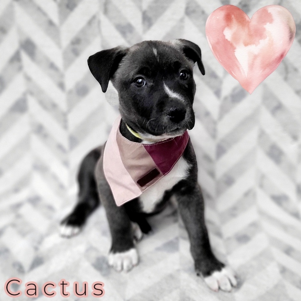 Cactus