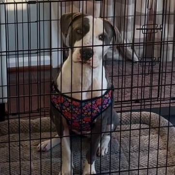 Bonnie 4