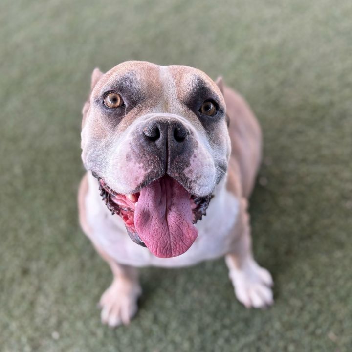 Phoebe 4
