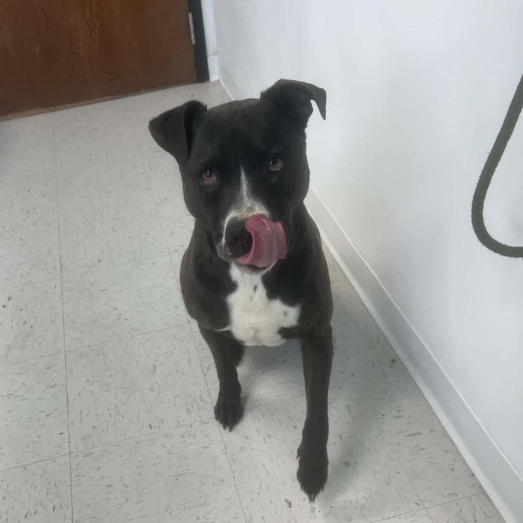 Max, an adoptable Pit Bull Terrier in Garden City, KS, 67846 | Photo Image 1