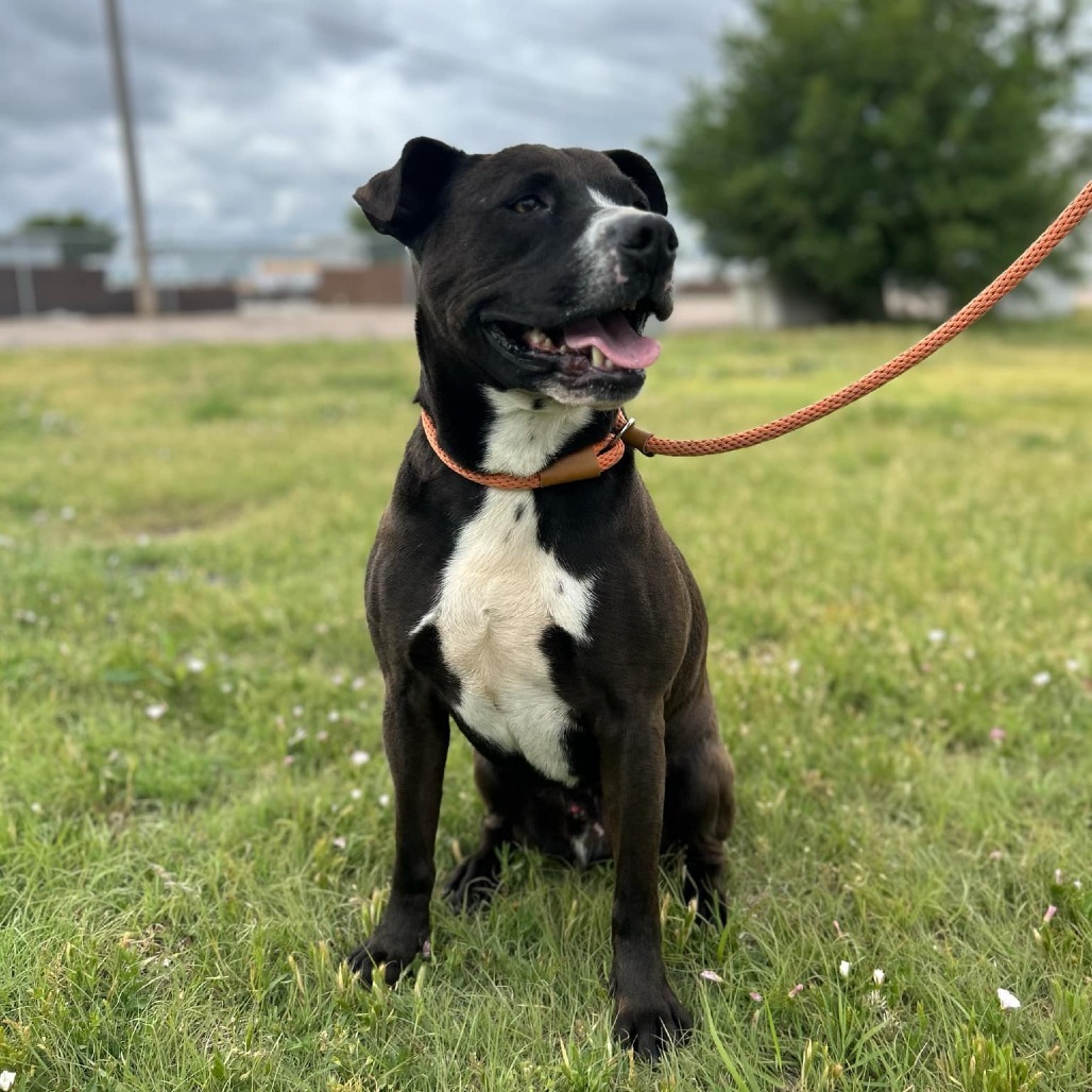 Max, an adoptable Pit Bull Terrier in Garden City, KS, 67846 | Photo Image 1