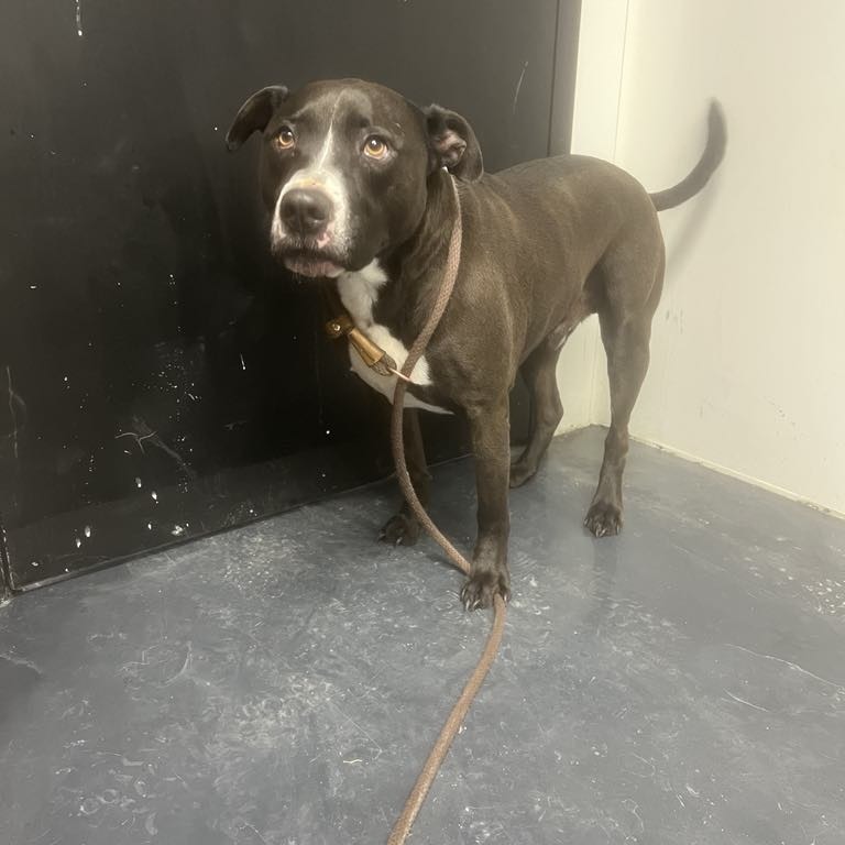Max, an adoptable Pit Bull Terrier in Garden City, KS, 67846 | Photo Image 2