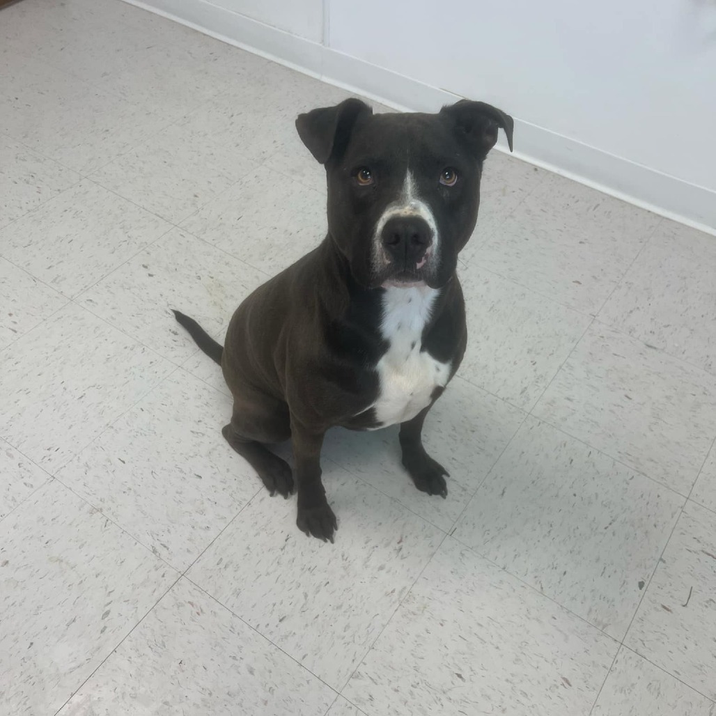 Max, an adoptable Pit Bull Terrier in Garden City, KS, 67846 | Photo Image 3