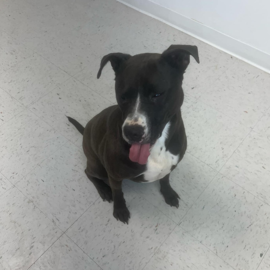 Max, an adoptable Pit Bull Terrier in Garden City, KS, 67846 | Photo Image 4