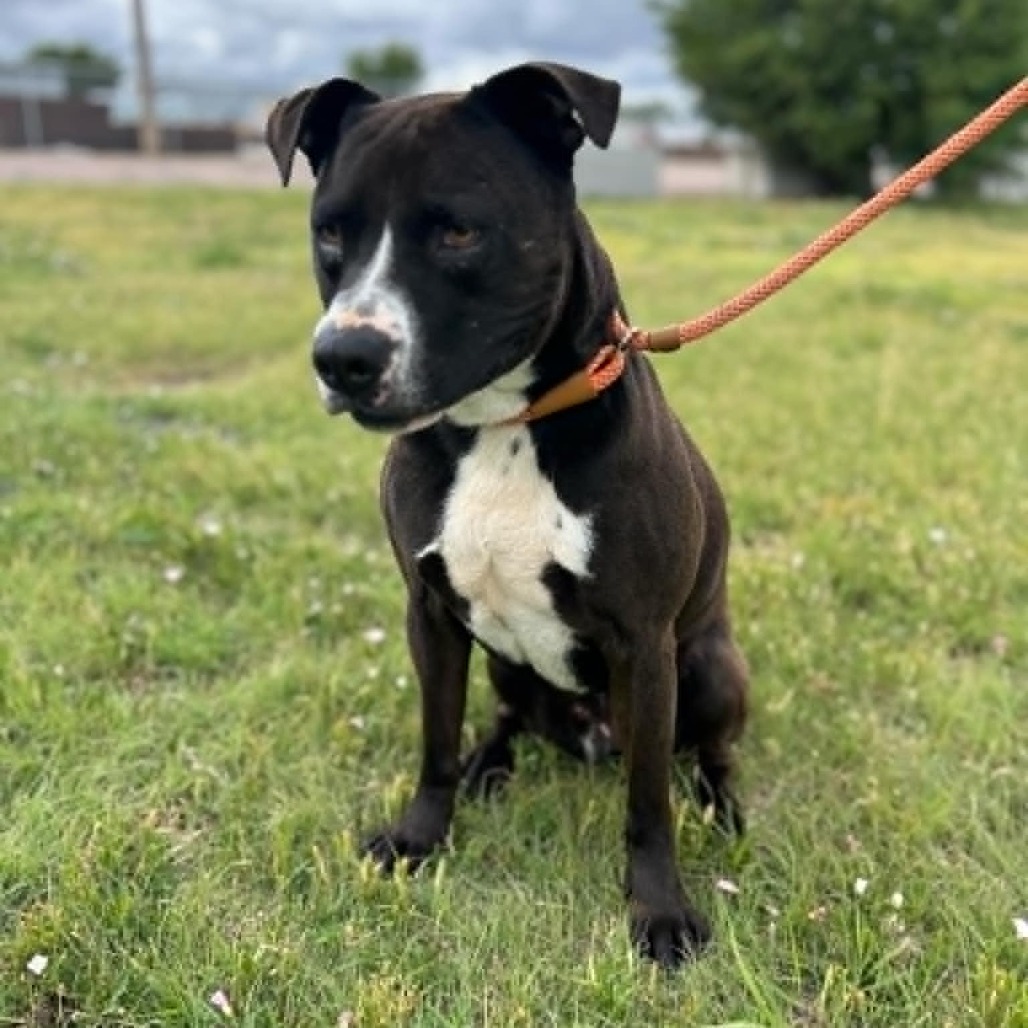 Max, an adoptable Pit Bull Terrier in Garden City, KS, 67846 | Photo Image 6
