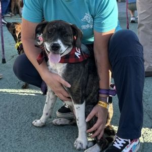 Barbara Babs, Young Female Mixed Breed