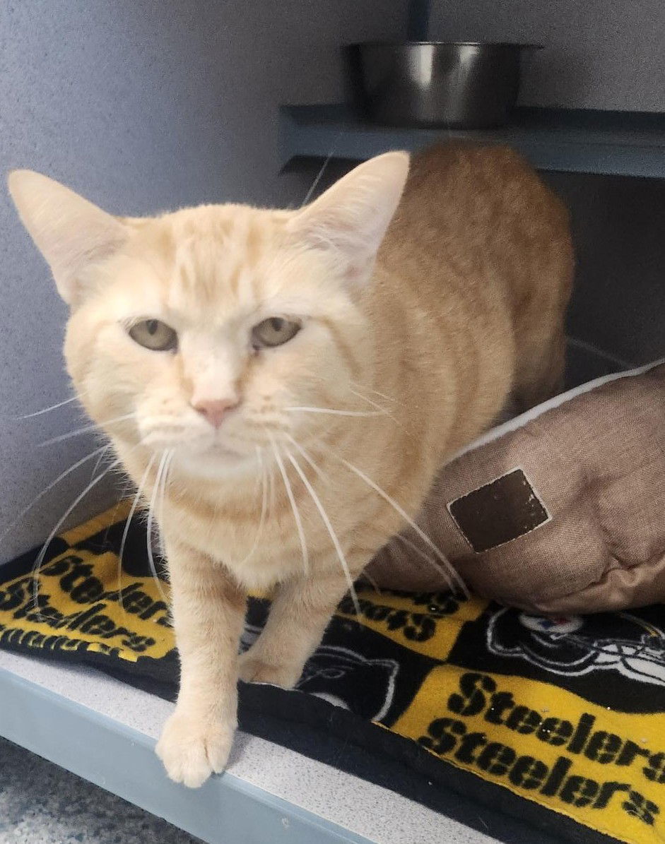 Izzy, an adoptable Domestic Short Hair in Knoxville, IA, 50138 | Photo Image 1