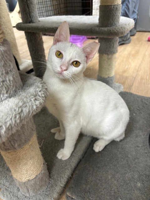 Prissy, an adoptable Domestic Short Hair in Corpus Christi, TX, 78414 | Photo Image 1