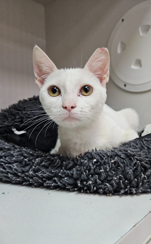 Prissy, an adoptable Domestic Short Hair in Corpus Christi, TX, 78414 | Photo Image 2