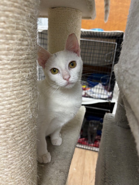 Prissy, an adoptable Domestic Short Hair in Corpus Christi, TX, 78414 | Photo Image 3