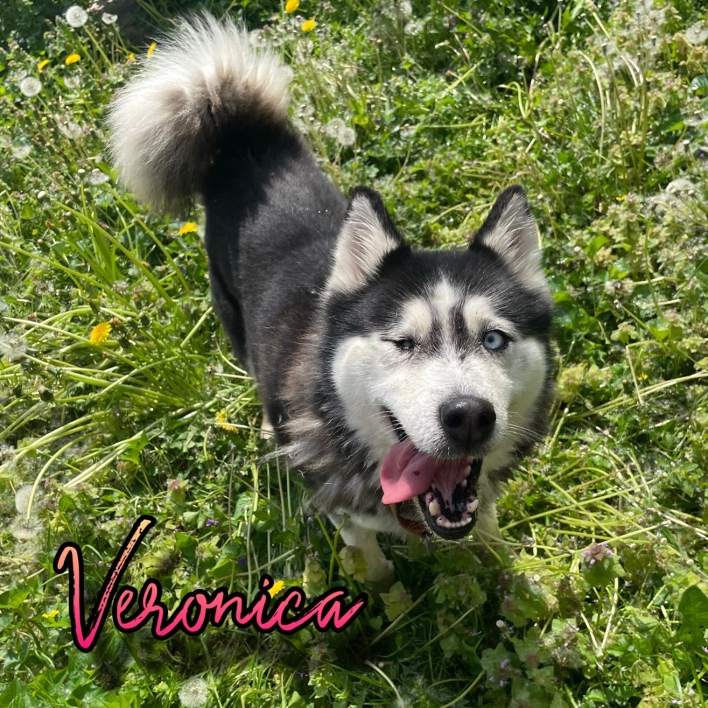 Veronica