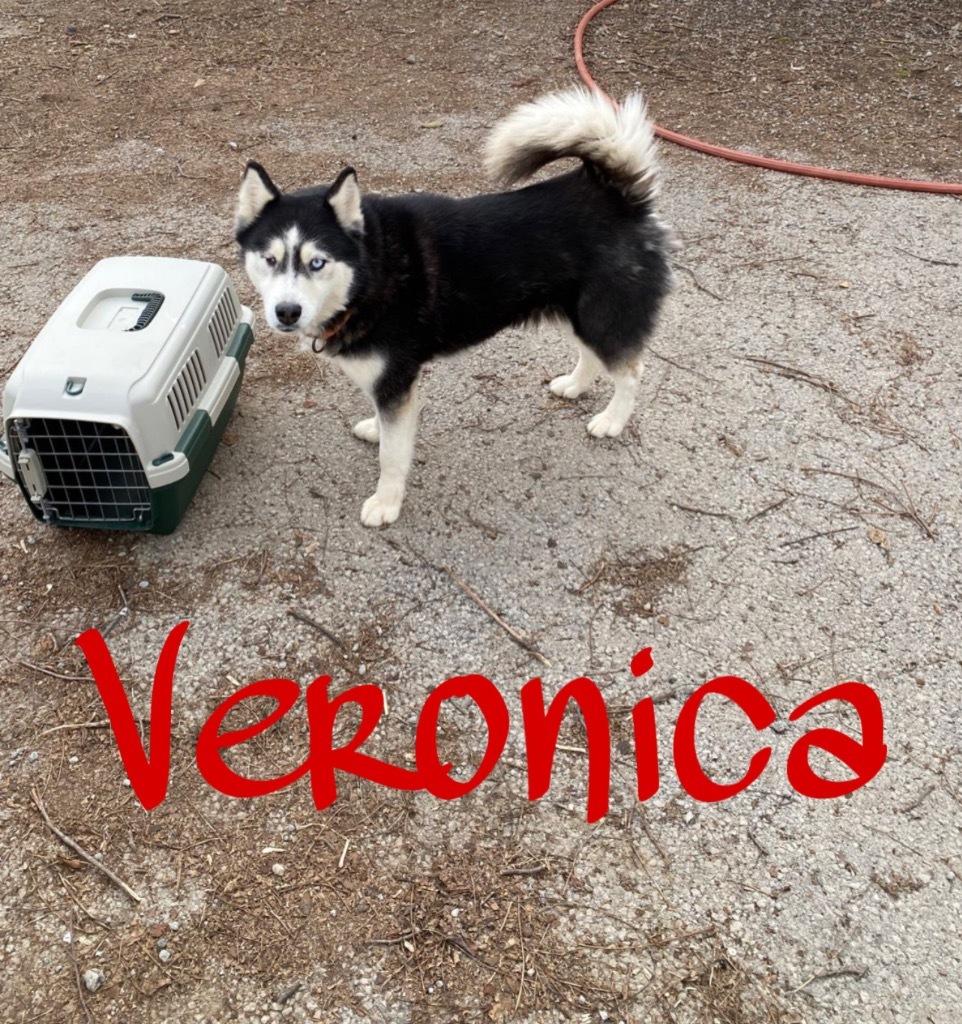 Veronica