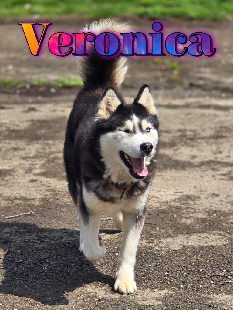 Veronica