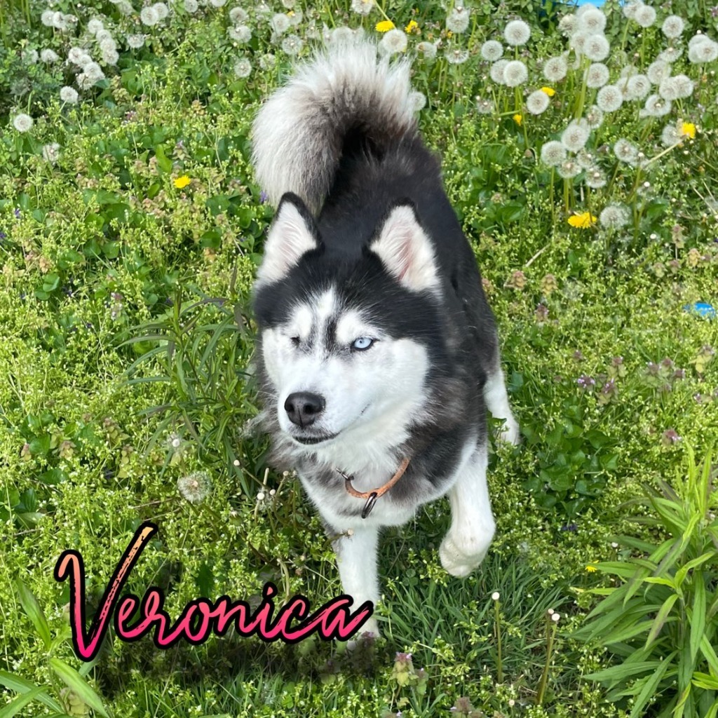 Veronica
