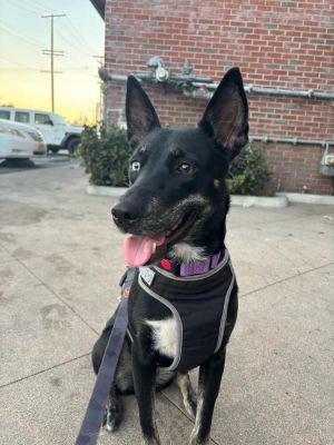 Elektra, Young Female Labrador Retriever