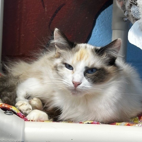 Eshe, an adoptable Domestic Medium Hair, Siamese in Coos Bay, OR, 97420 | Photo Image 1