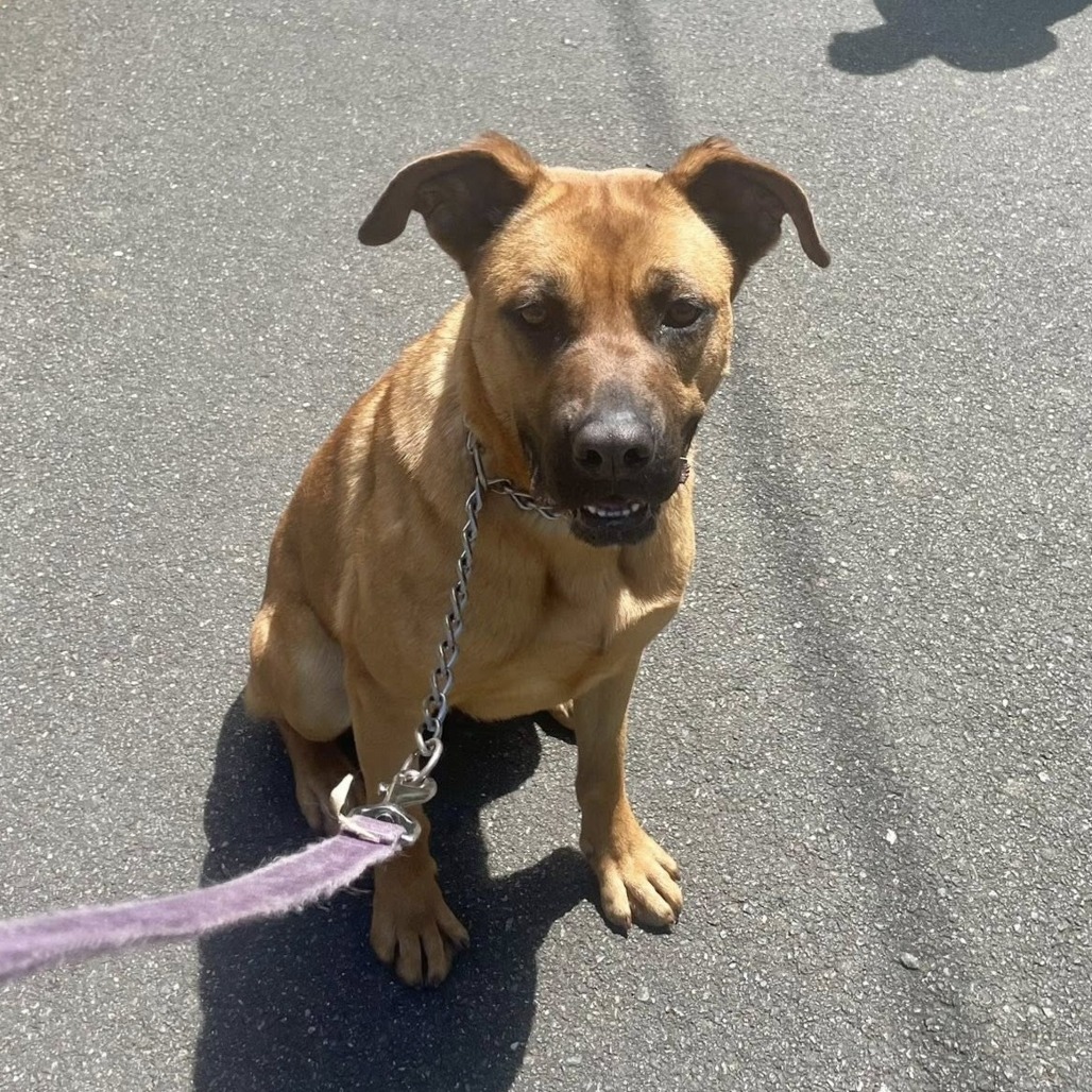 Sahara, an adoptable Boxer, Shepherd in Coos Bay, OR, 97420 | Photo Image 1