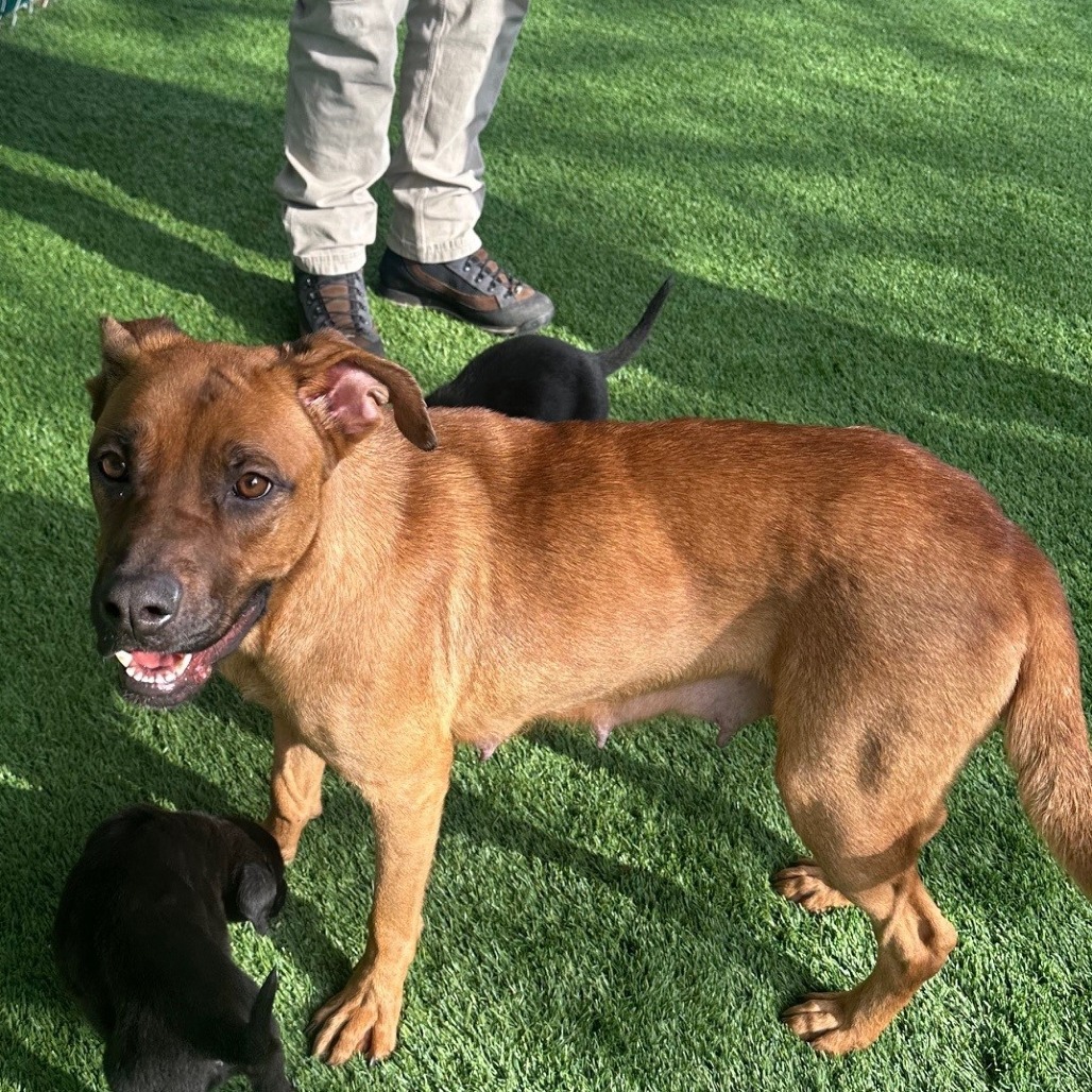 Sahara, an adoptable Boxer, Shepherd in Coos Bay, OR, 97420 | Photo Image 2