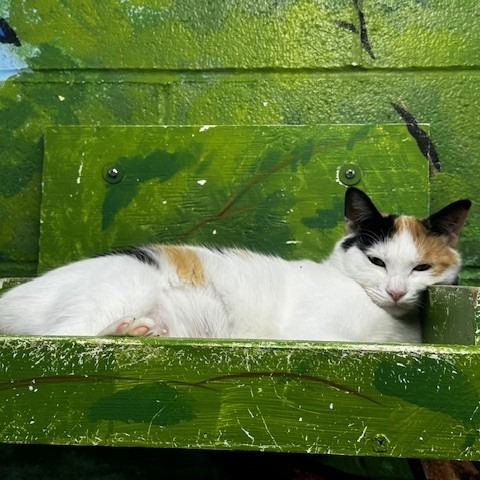 Amara
