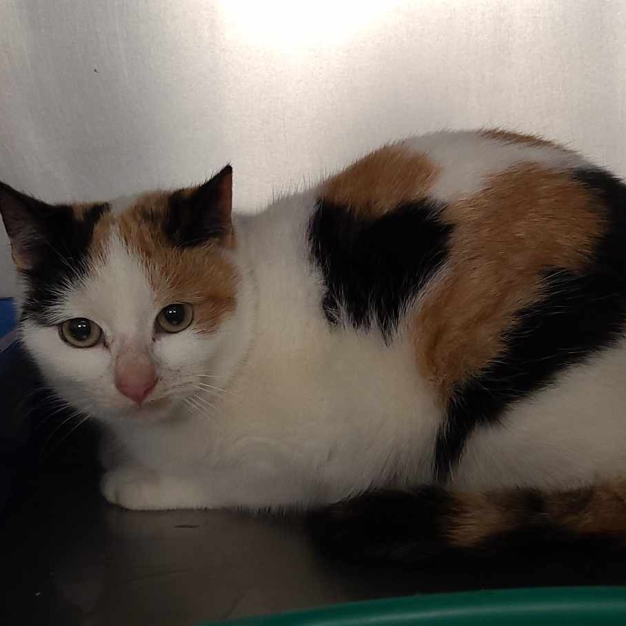 Amara, an adoptable Domestic Short Hair in Coos Bay, OR, 97420 | Photo Image 2