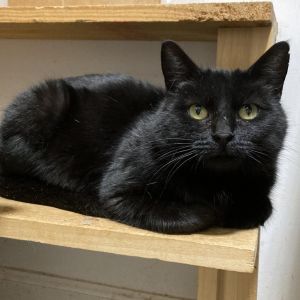Ellie, Adult Female Domestic Short Hair