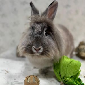 Yule, Adult Female Bunny Rabbit