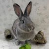 Snowdrop photo 1