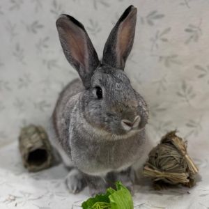 Snowdrop, Young Female Bunny Rabbit
