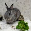 Snowdrop photo 3