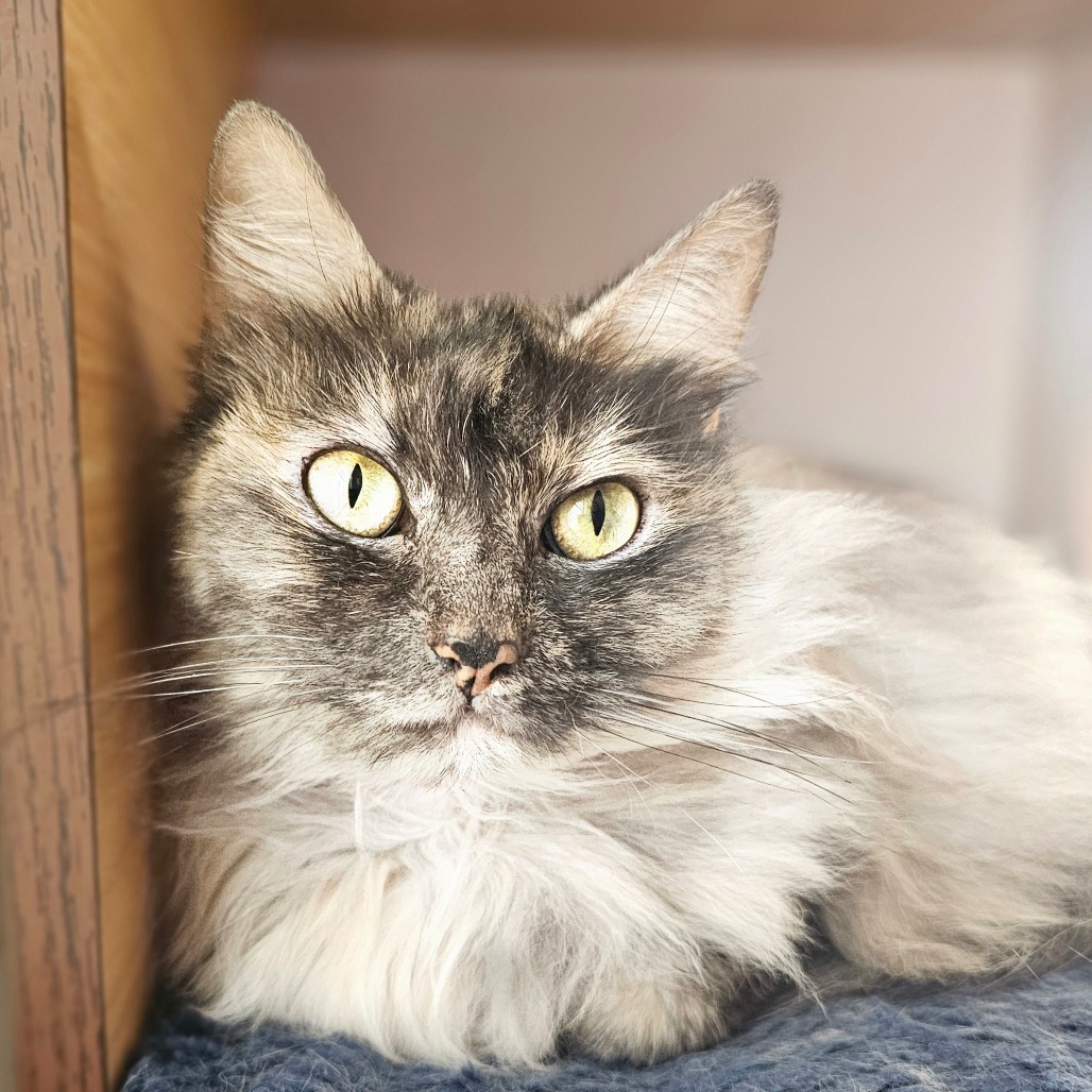 Pilorita, an adoptable Domestic Long Hair in Laredo, TX, 78045 | Photo Image 1