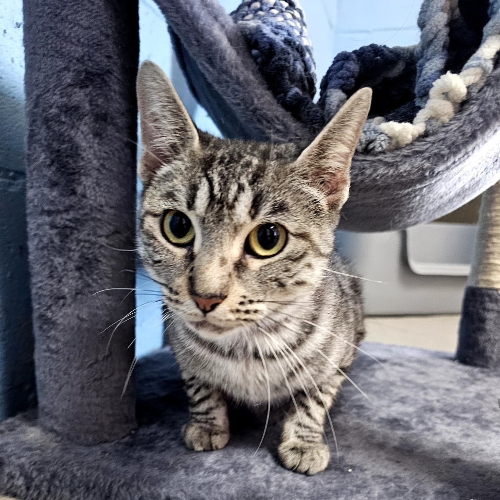 Sasha, an adoptable Domestic Short Hair in Laredo, TX, 78045 | Photo Image 1