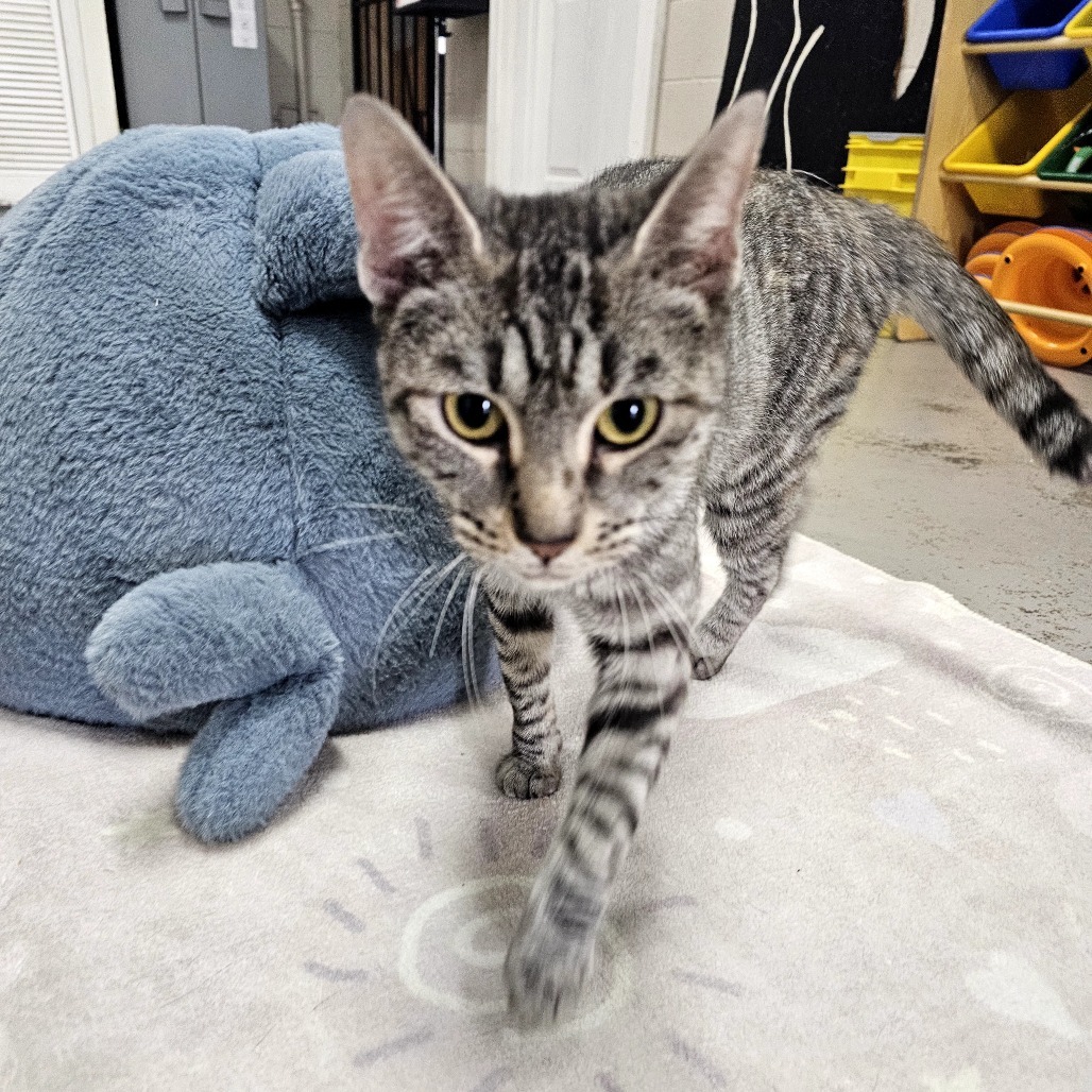 Sasha, an adoptable Domestic Short Hair in Laredo, TX, 78045 | Photo Image 2